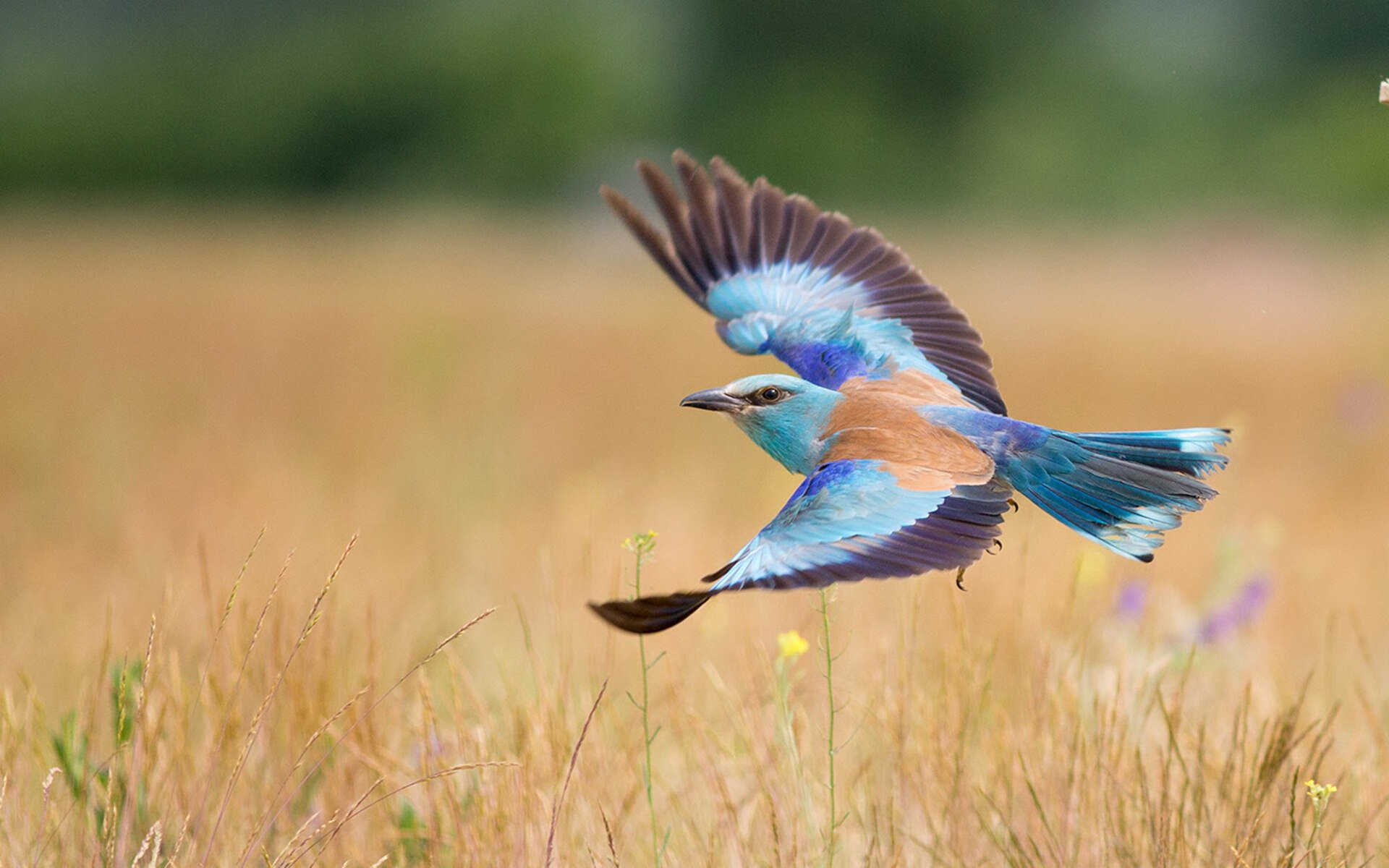 意甲球队心率变异性监控优化训练计划，心率变异度被心理学家们称为身体意志力的储备